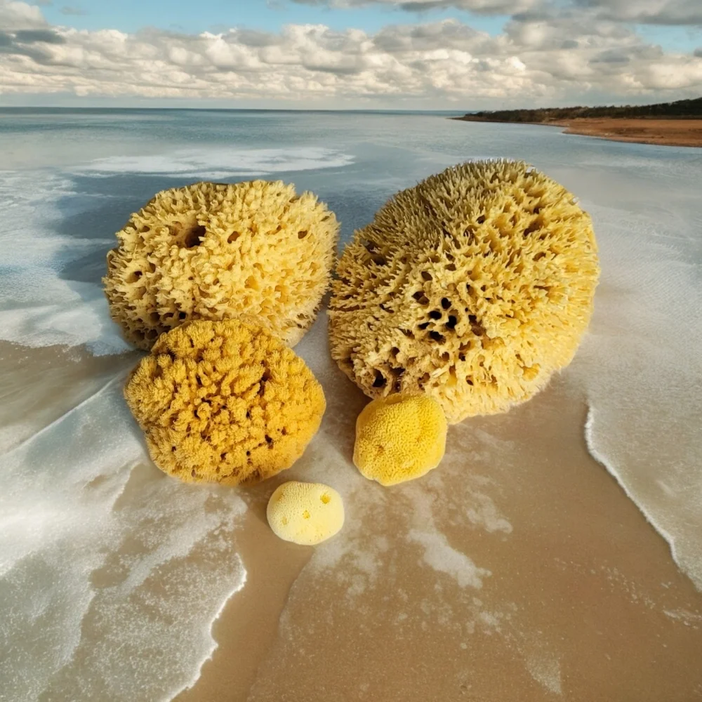 Now Available! Natural Sea Sponges Variety Of Sizes See Below!